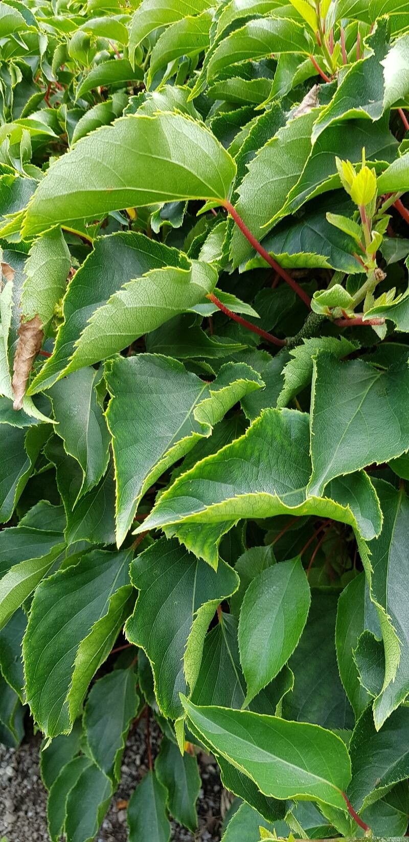 Actinidia melanandra leaf