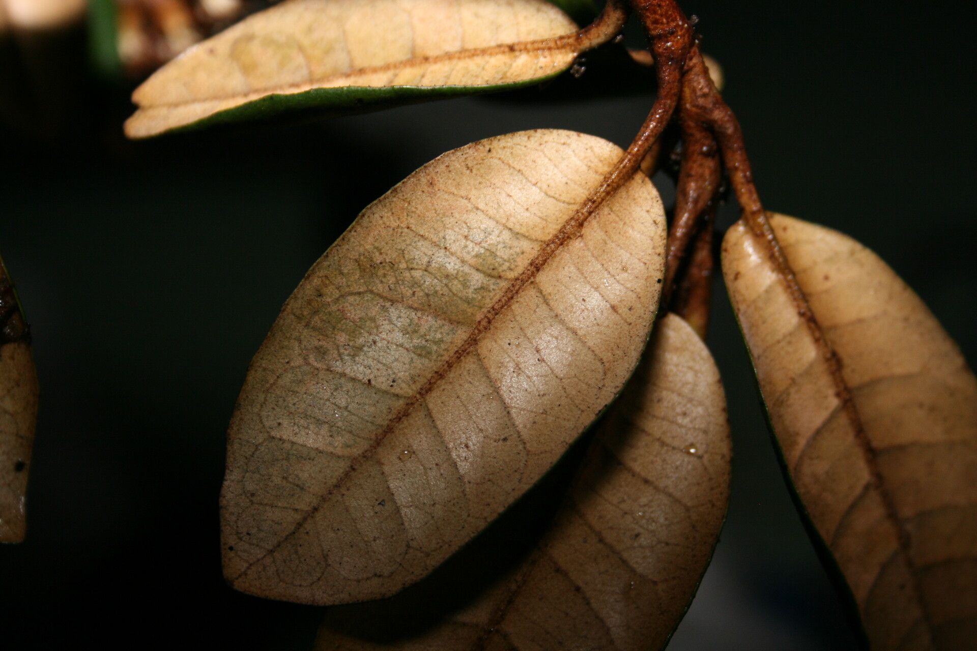 Olearia spectabilis — search result for 'Olearia'