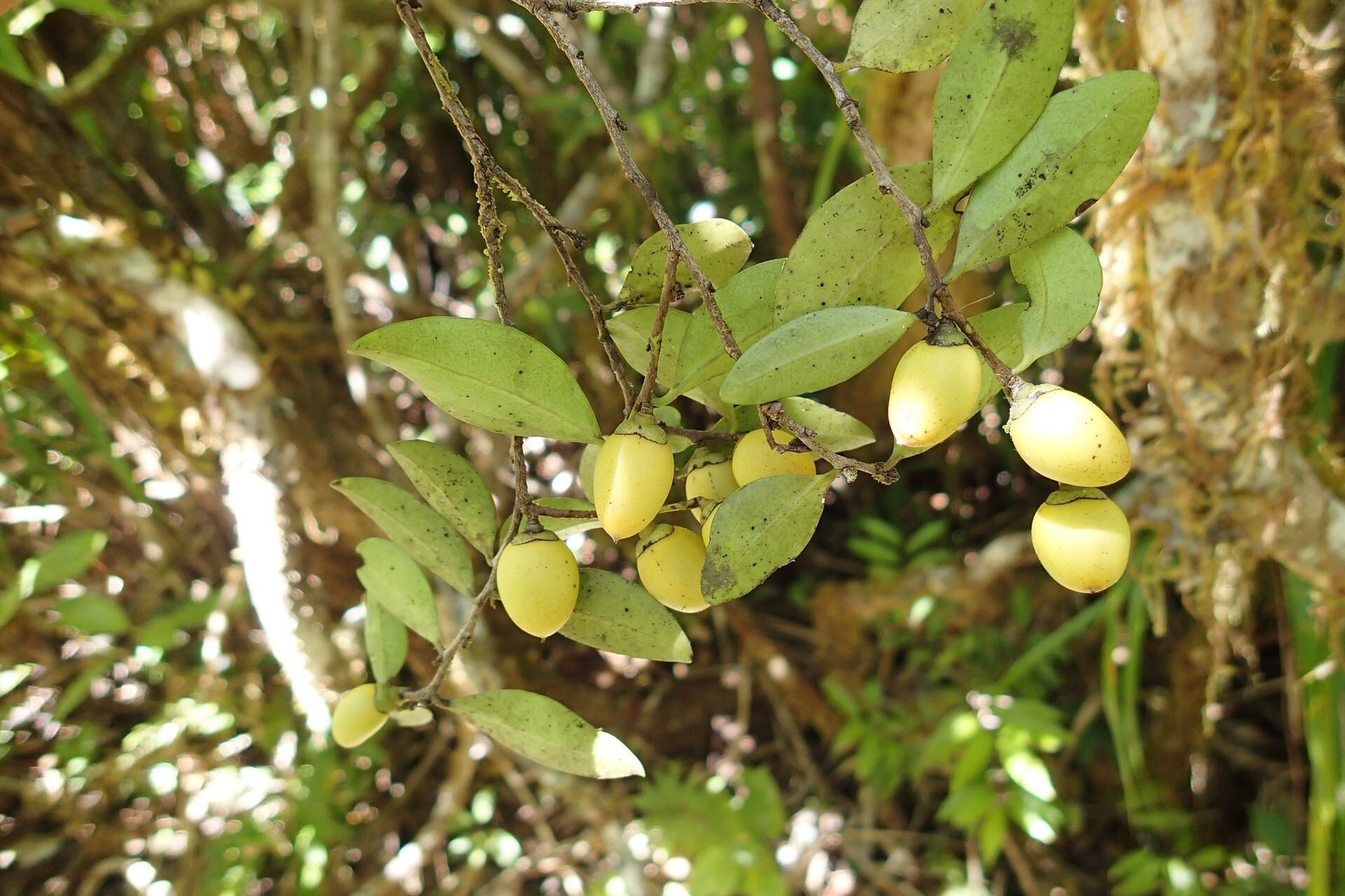 Diospyros flavocarpa fruit