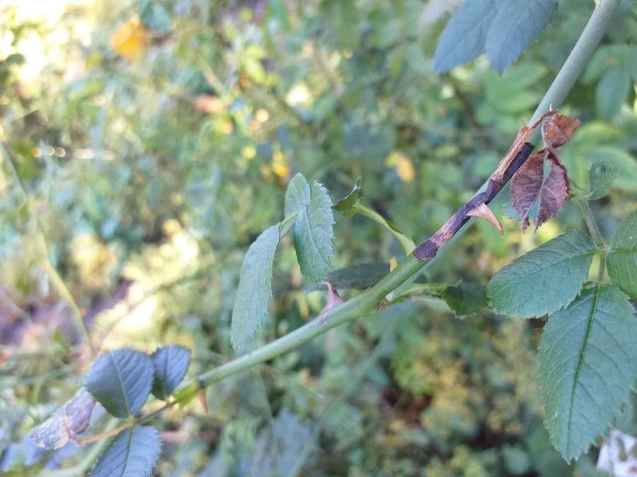 Rosa orientalis bark