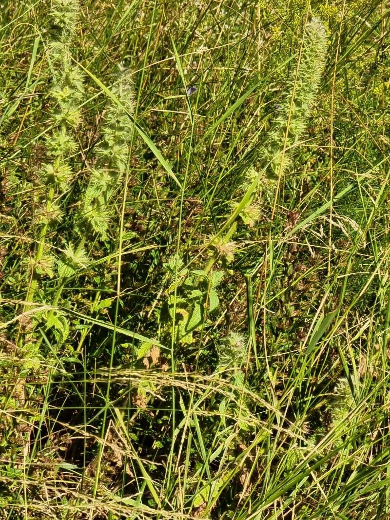 Sideritis montana — search result for 'Sideritis'