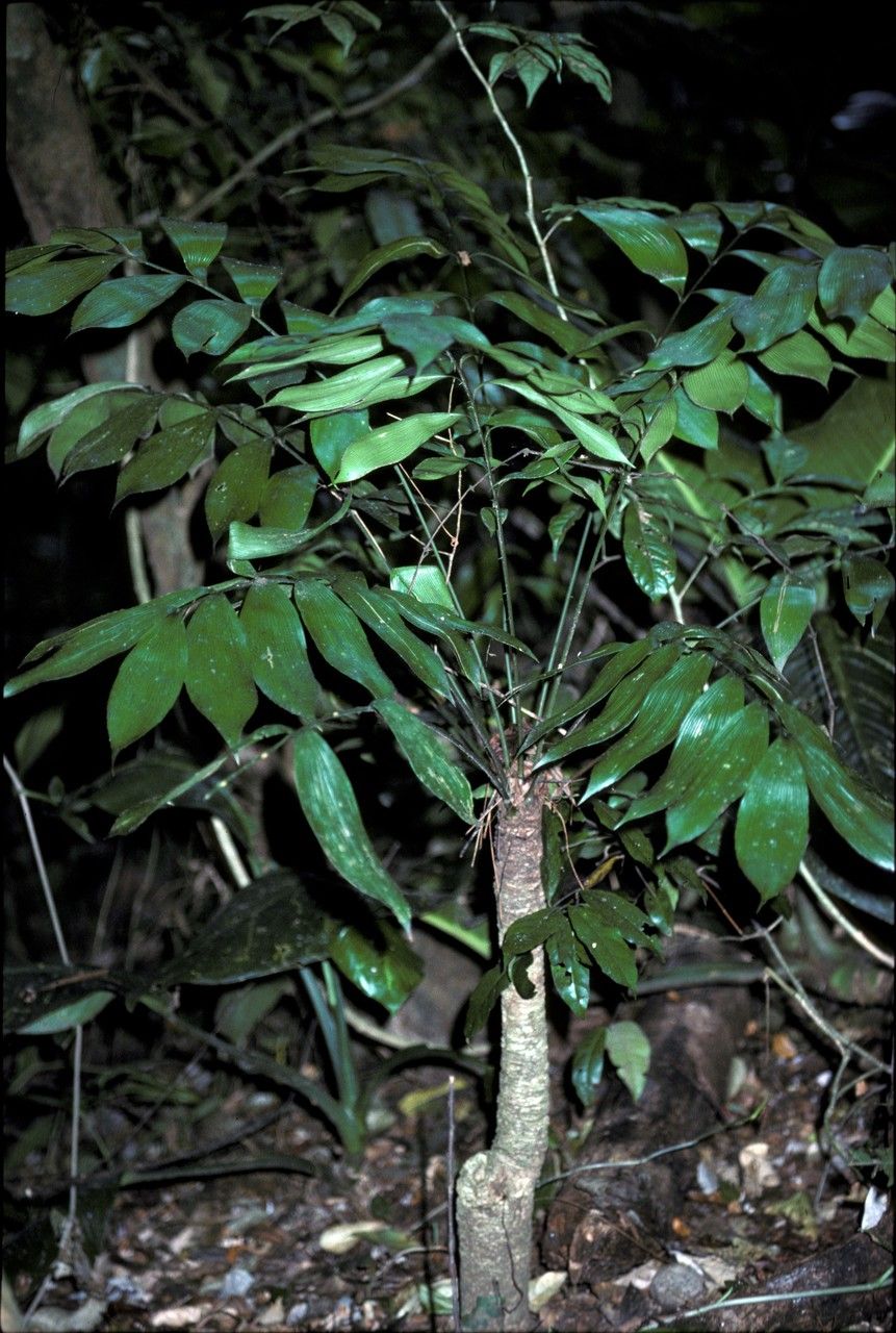 Zamia skinneri habit