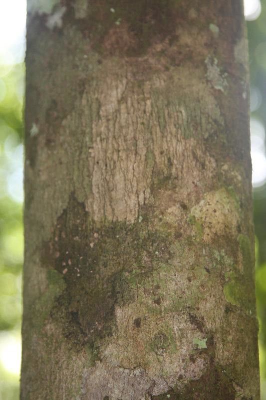 Micropholis egensis bark