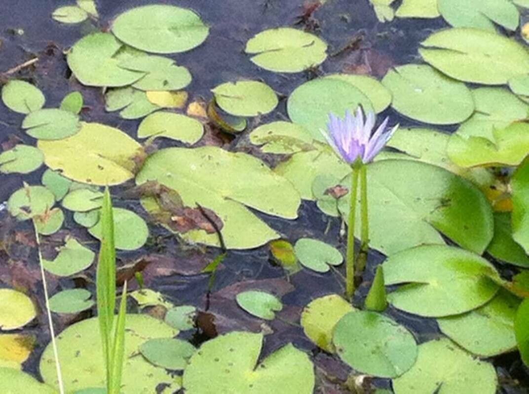 Nymphaea elegans flower