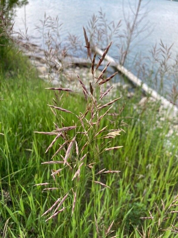 Bromus erectus — search result for 'Bromus'