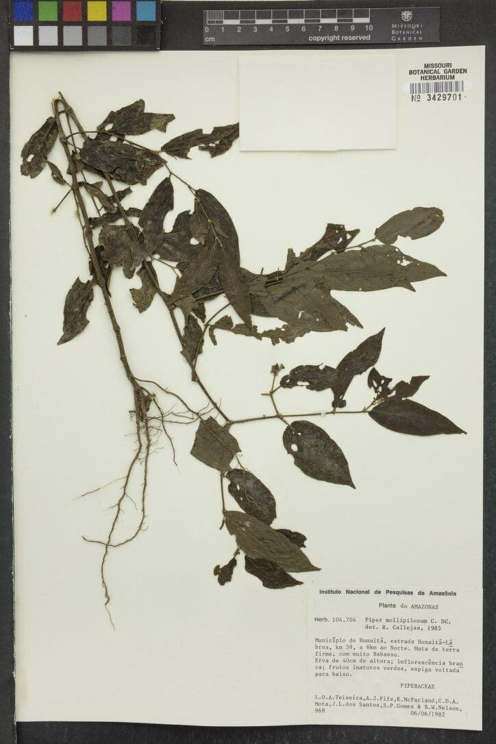 Piper mollipilosum — houseplant care guide