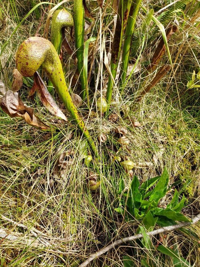 Darlingtonia californica flower