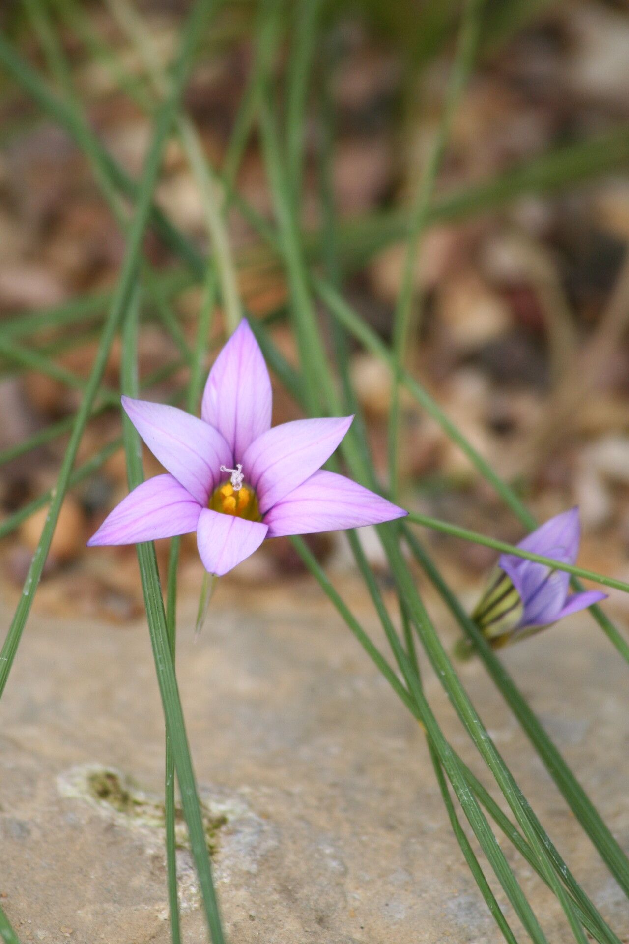 Romulea fischeri flower