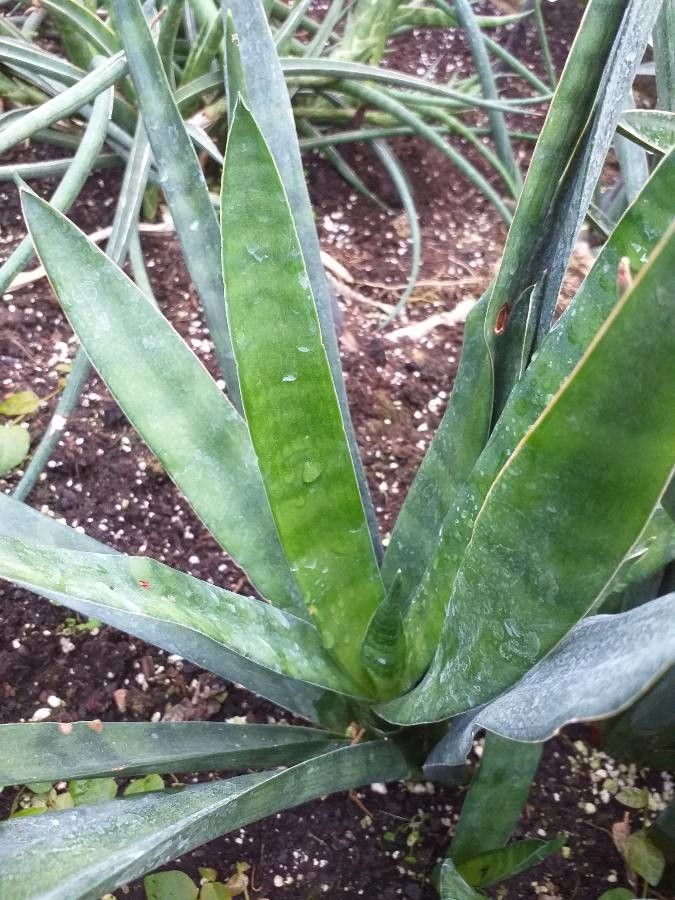 Sansevieria francisii — full shade houseplant