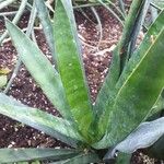 Sansevieria francisii