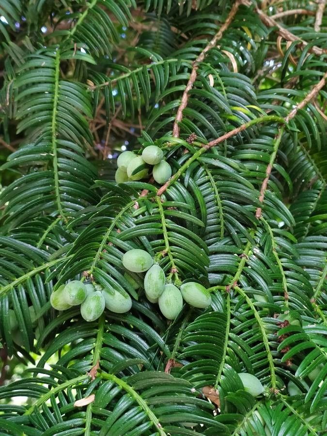 Cephalotaxus harringtonii fruit