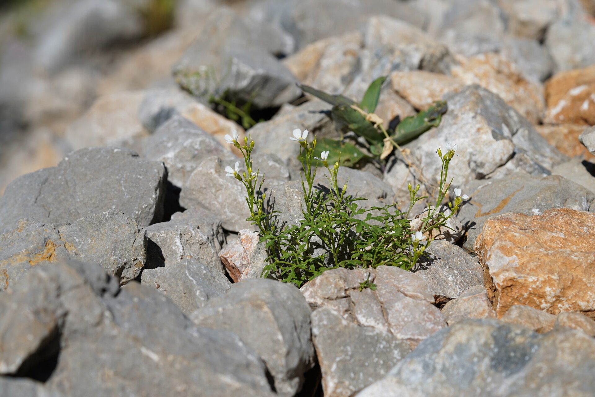 Cardamine maritima habit