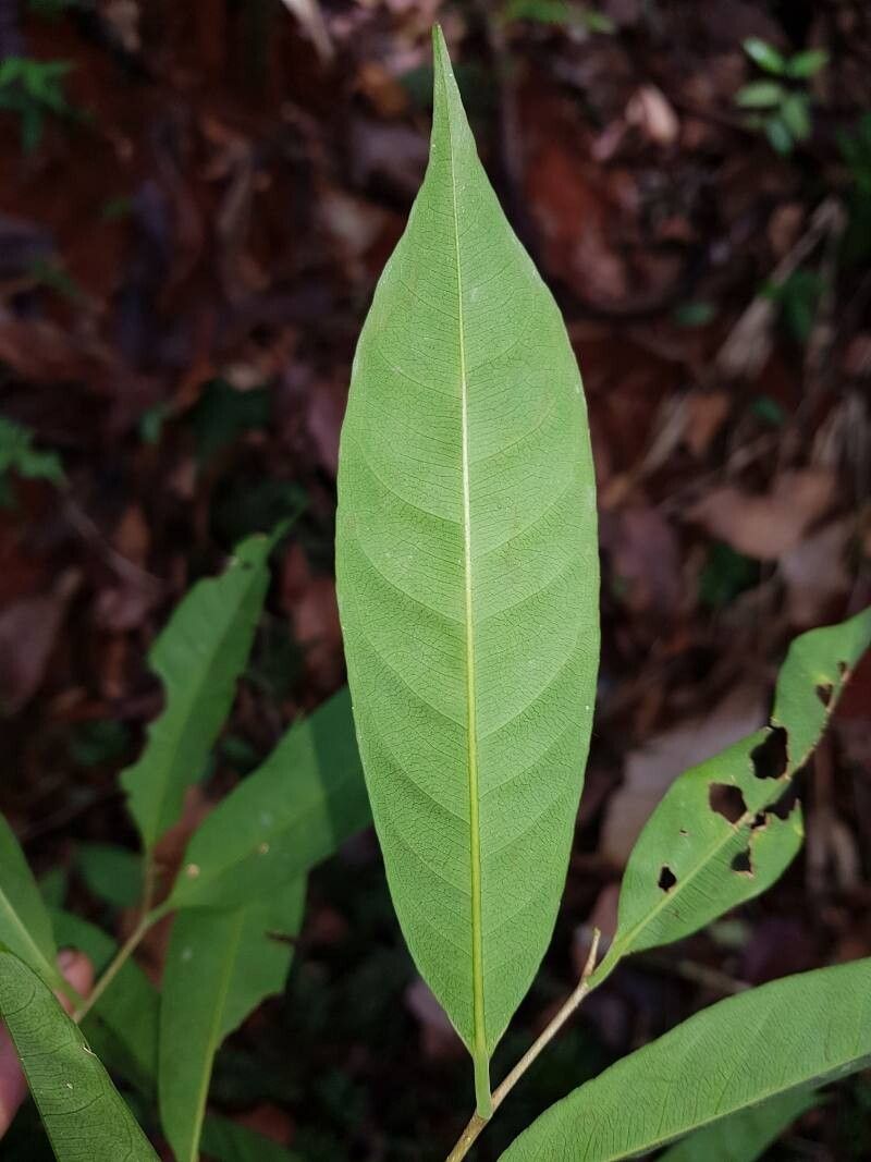 Eschweilera aguilarii — related species from the same genus