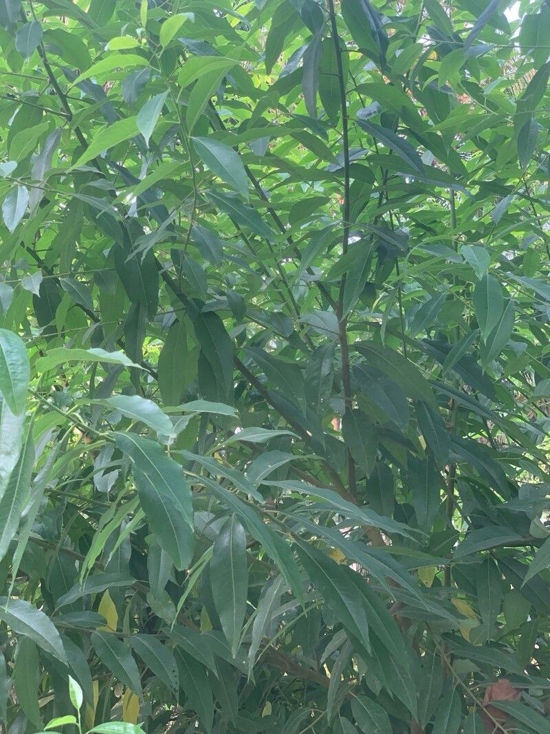 Salix tetrasperma leaf