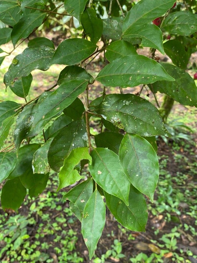 Eugenia truncata — houseplant care guide