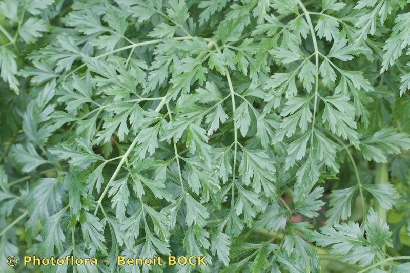 Ferula latipinna — search result for 'Ferula'