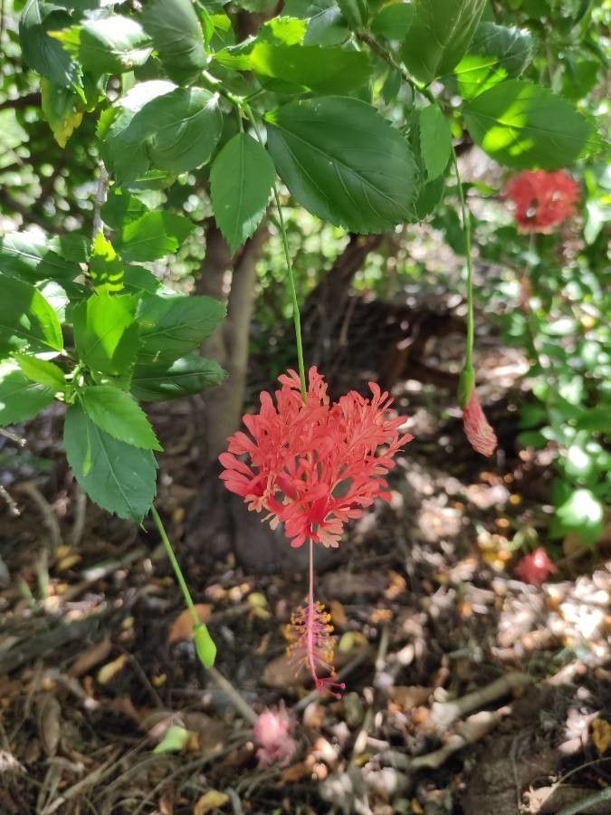 Hibiscus schizopetalus flower
