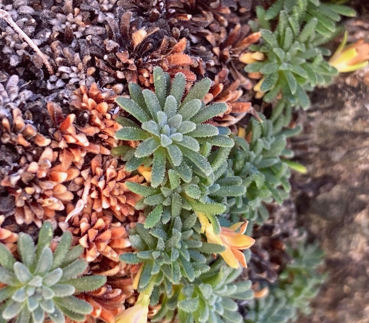 Androsace pyrenaica leaf