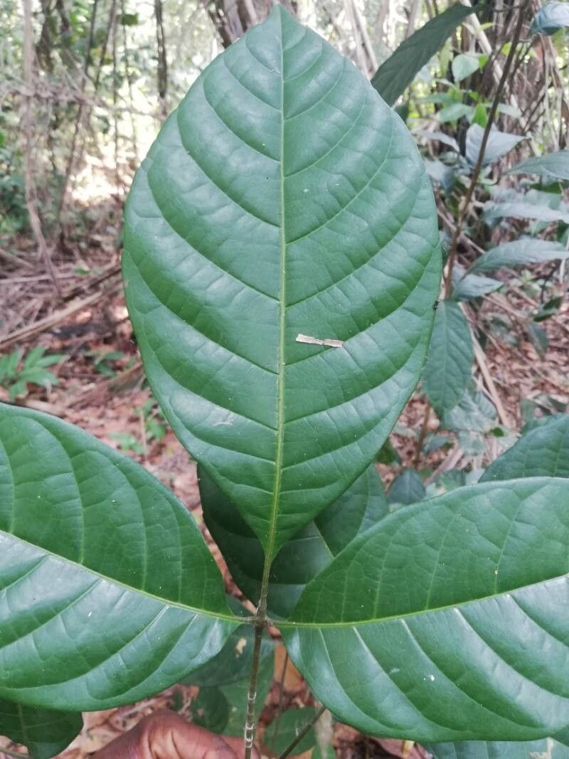 Allophylus africanus — related species from the same genus