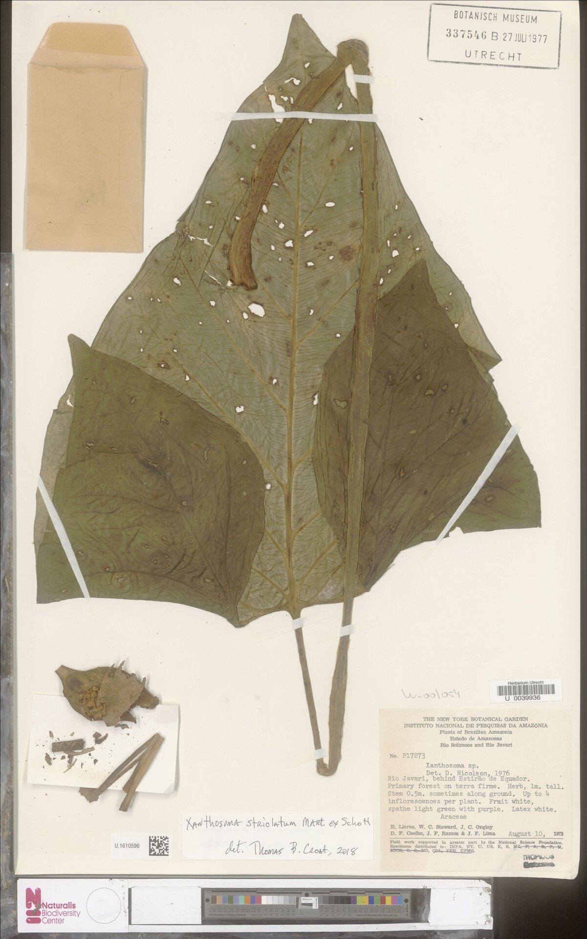 Xanthosoma striolatum — search result for 'Xanthosoma'