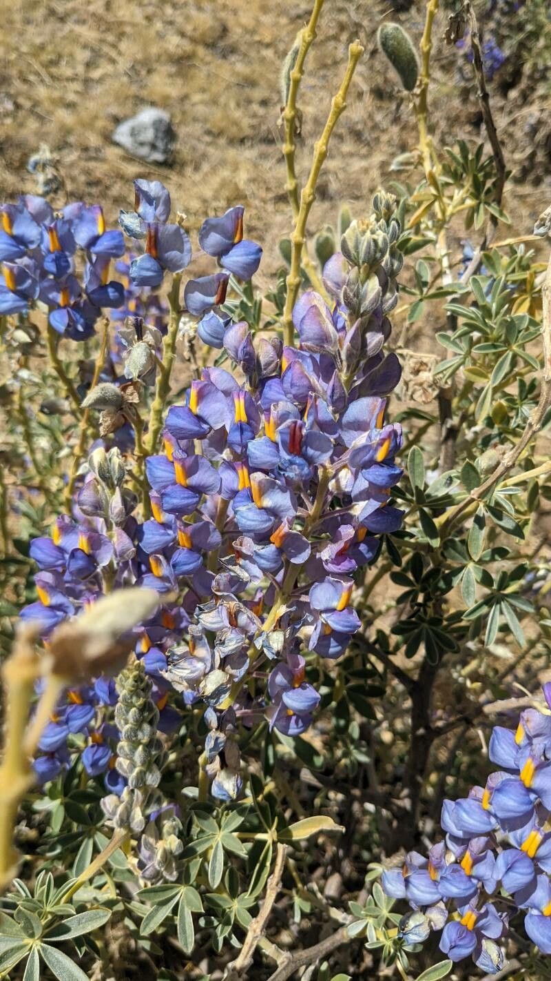 Lupinus oreophilus flower