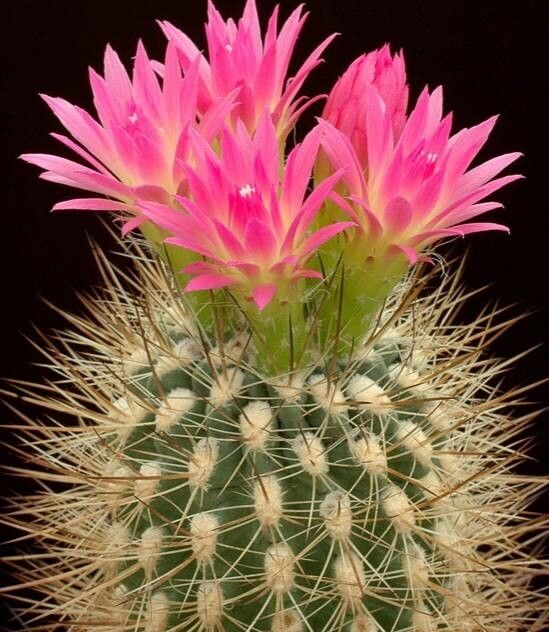 Eriosyce coimasensis flower