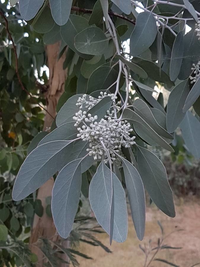Eucalyptus polyanthemos flower