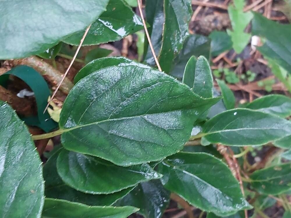 Hydrangea schizomollis leaf