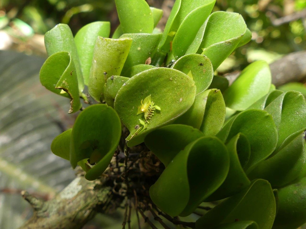 Lepanthes helleri flower