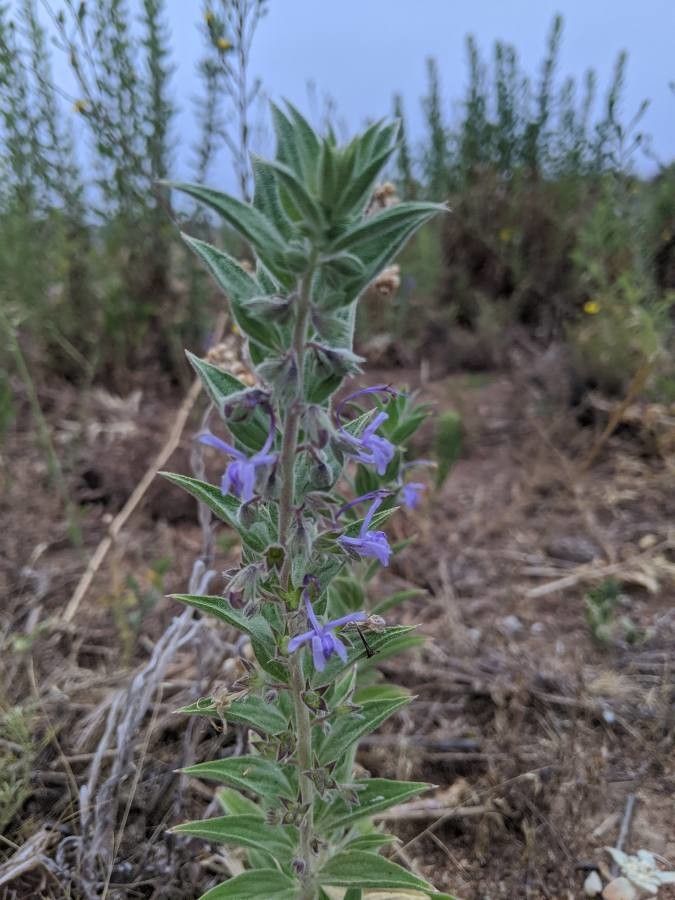 Trichostema lanceolatum flower