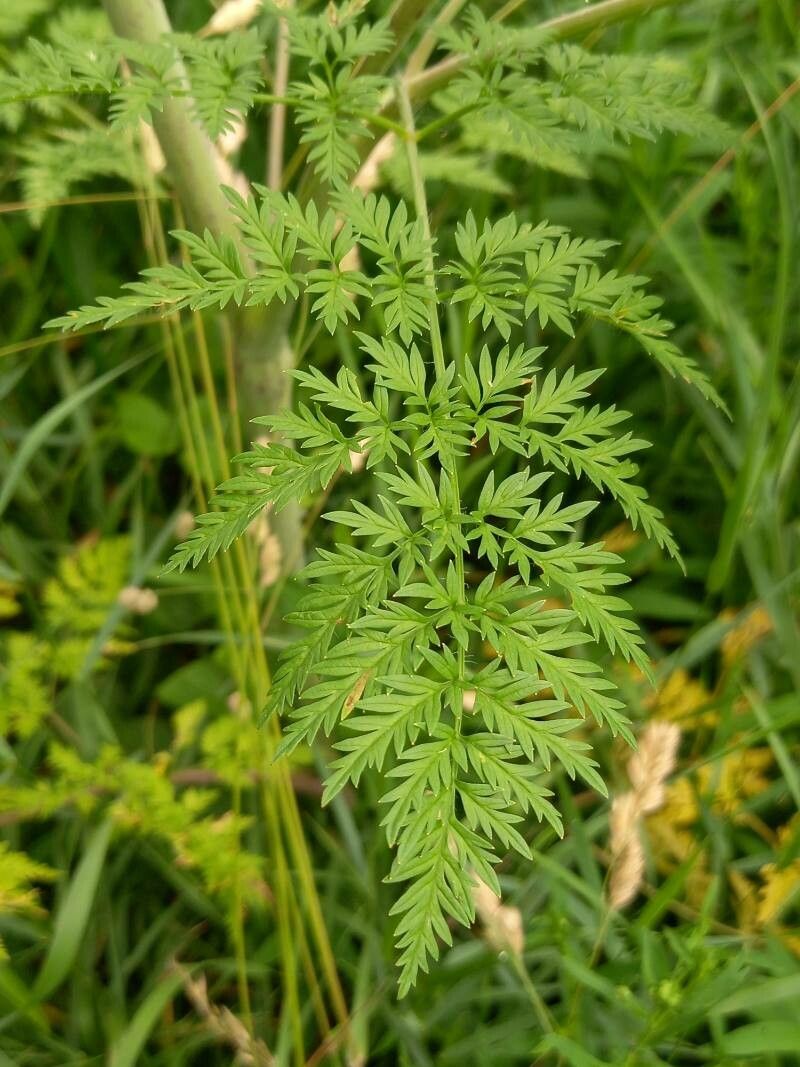 Chaerophyllum bulbosum leaf