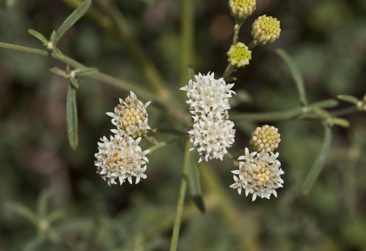 Hymenothrix loomisii — related species from the same genus