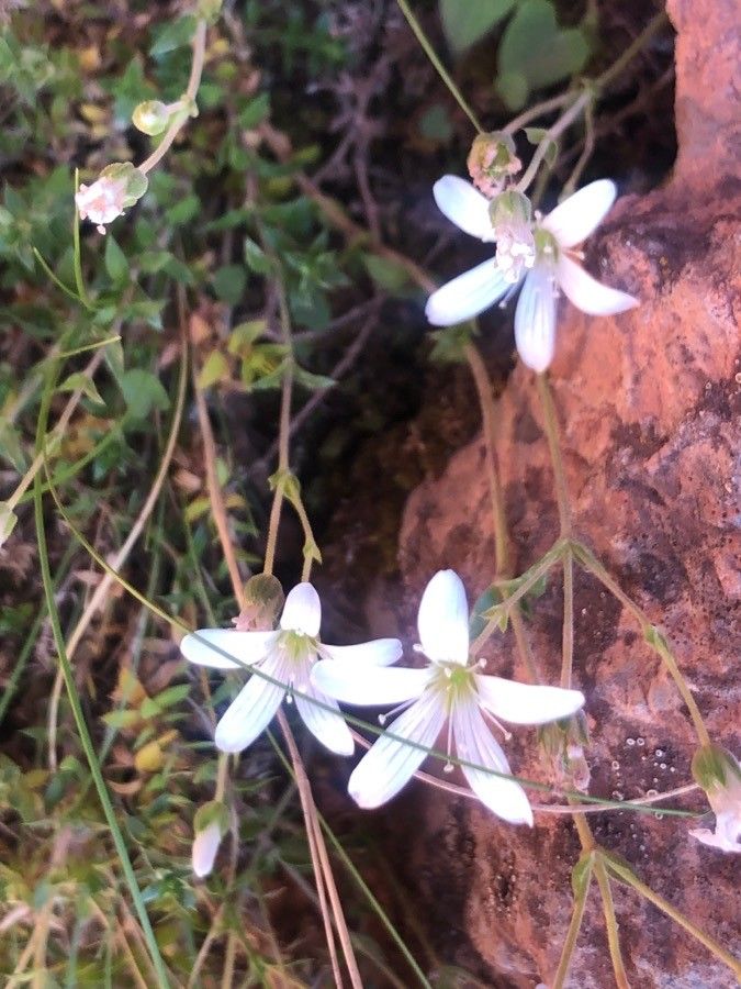Arenaria purpurascens flower