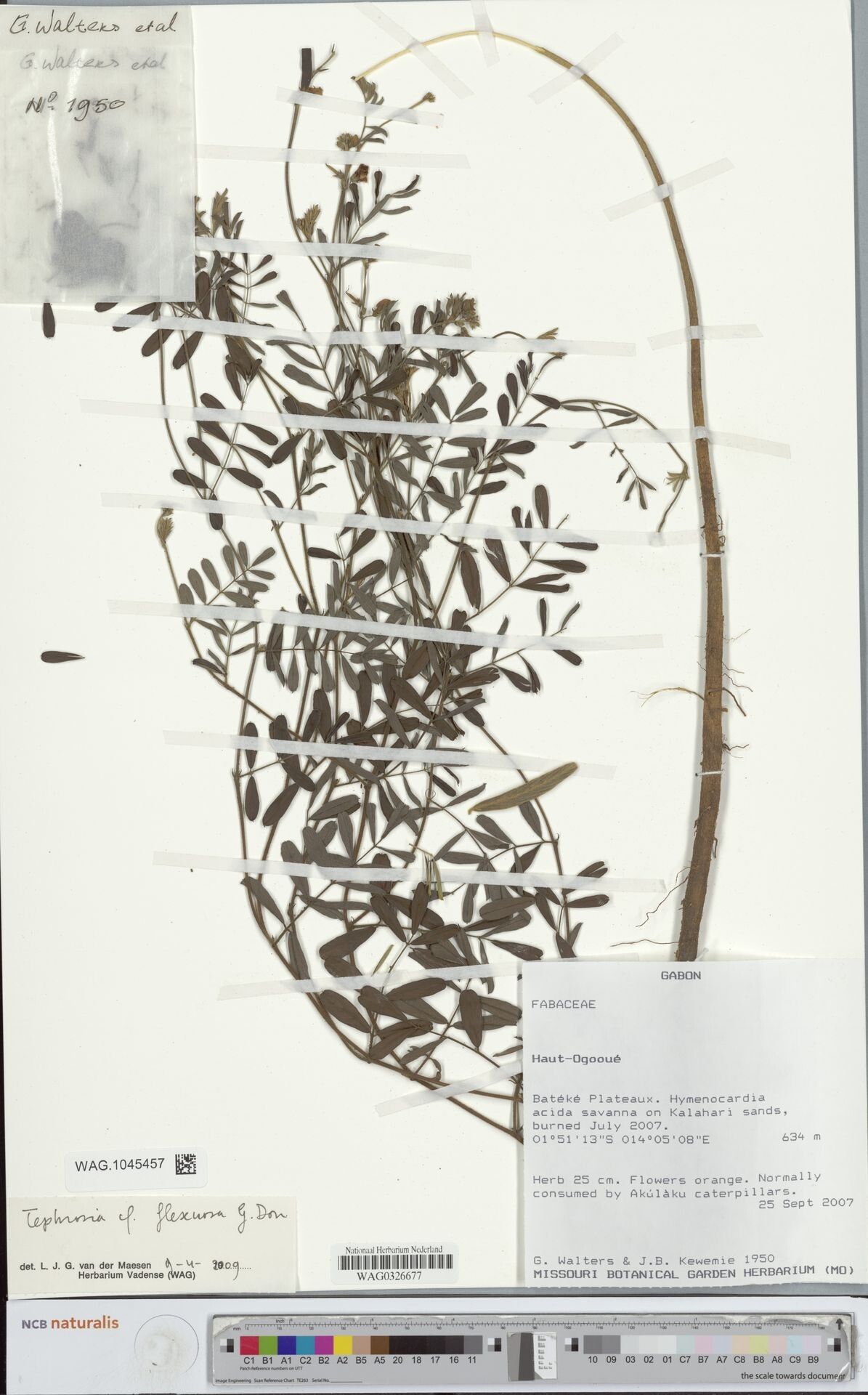 Tephrosia flexuosa other