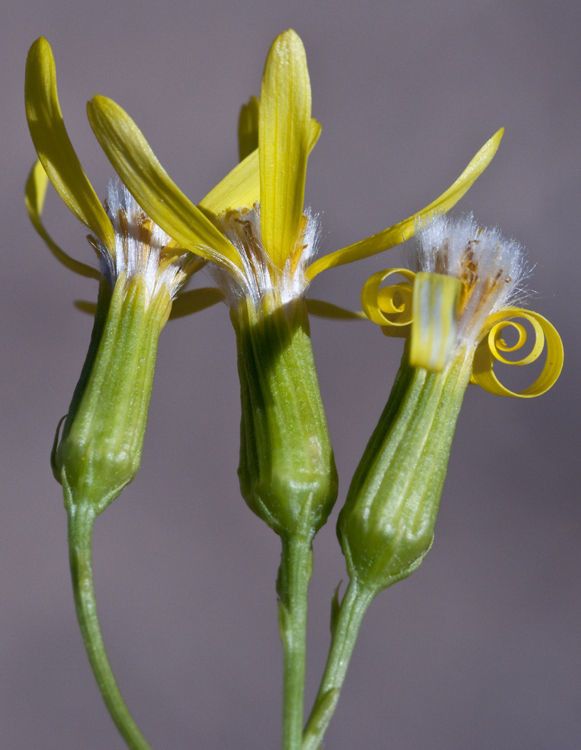 Senecio riddellii — houseplant care guide