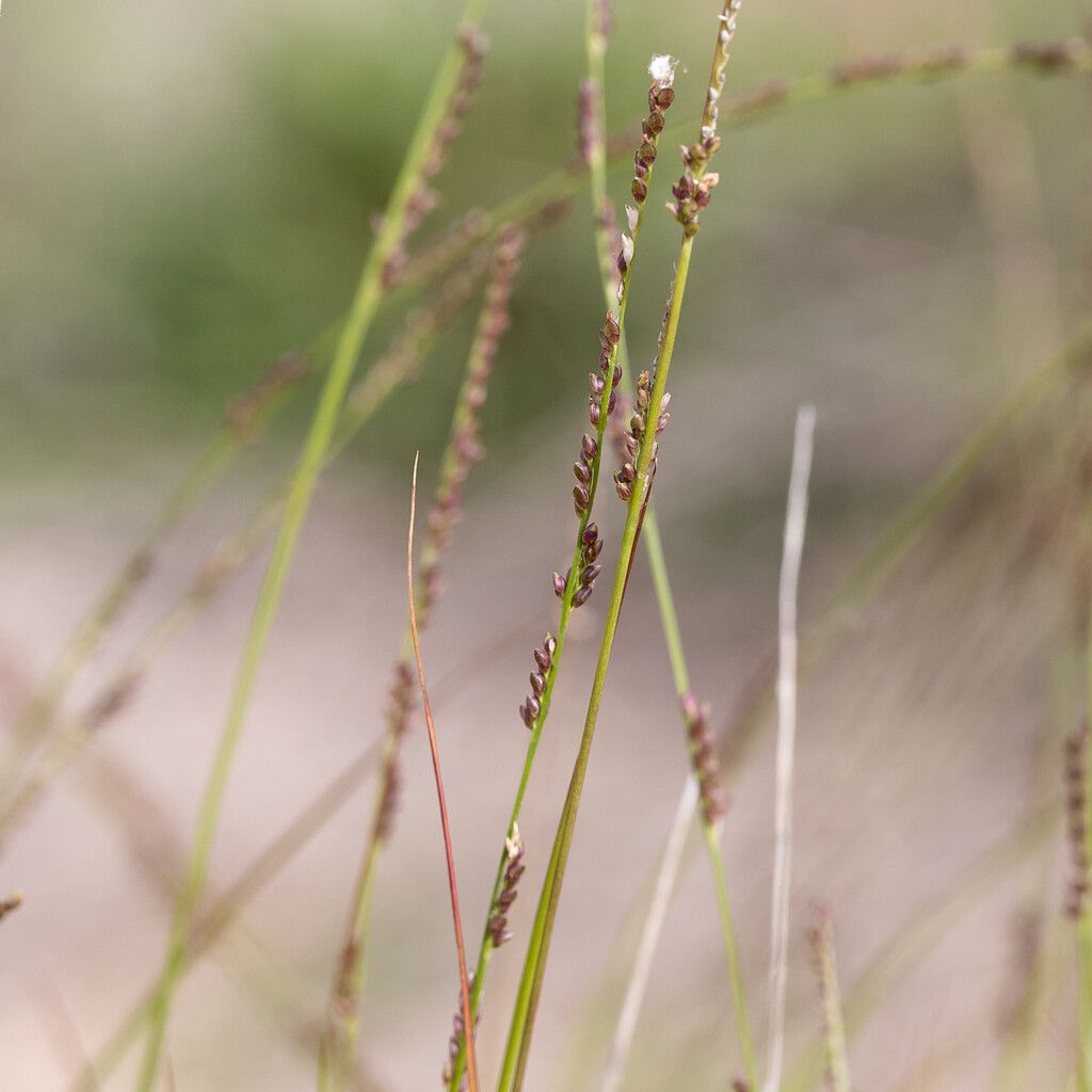 Setaria distans flower