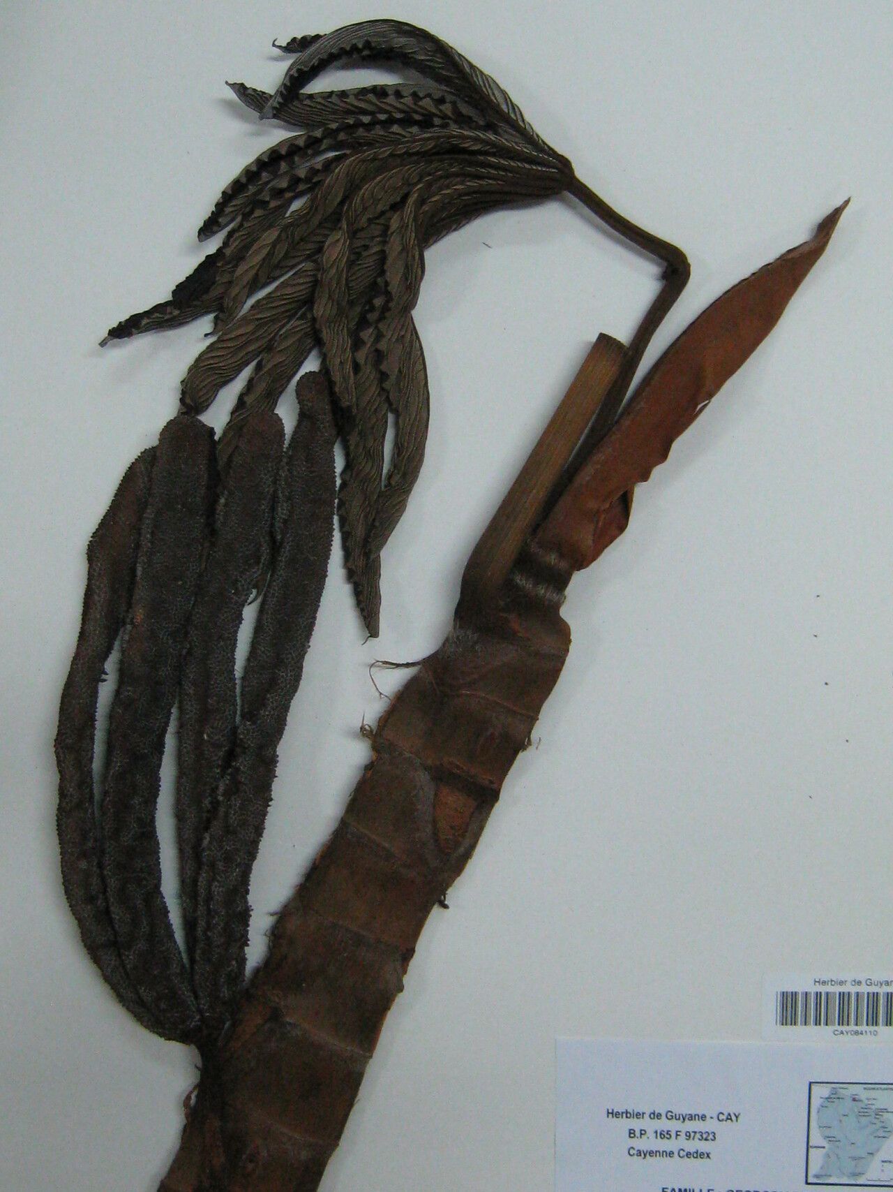 Cecropia sciadophylla other