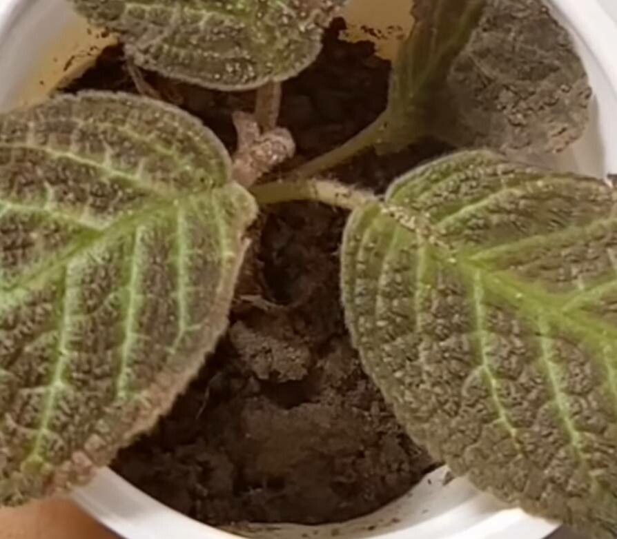 Episcia reptans — search result for 'Episcia'