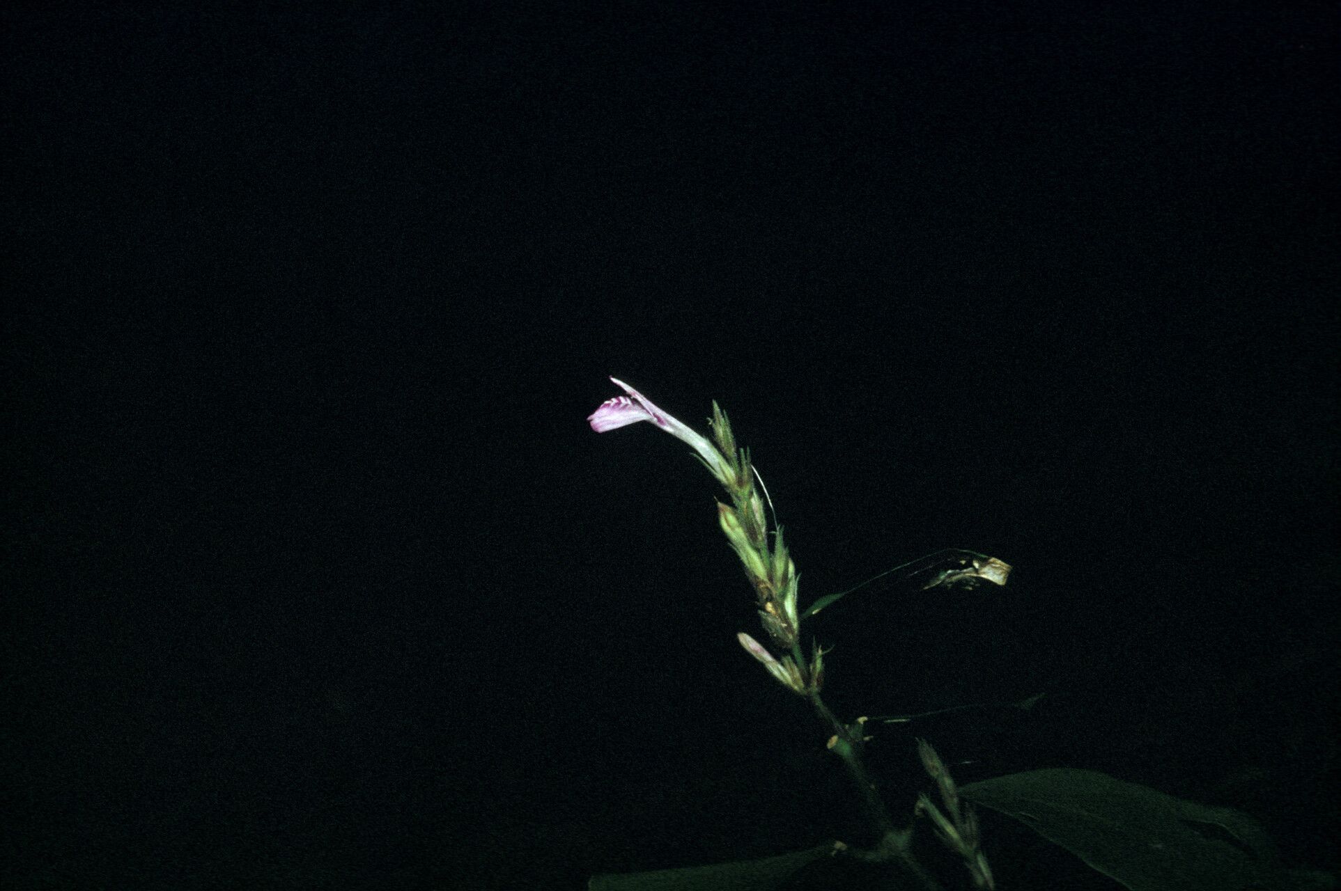 Justicia prevostiae flower