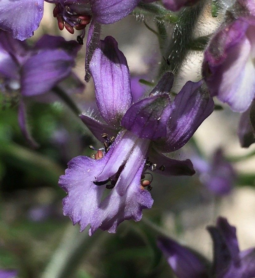 Staphisagria picta flower