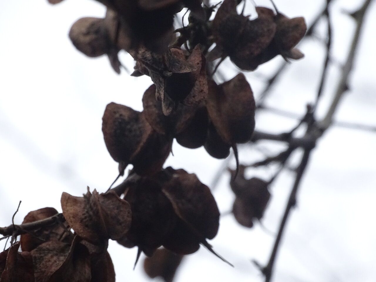 Halesia carolina fruit