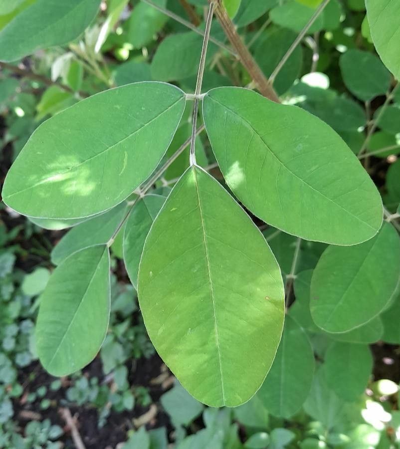 Lespedeza thunbergii — search result for 'Lespedeza'