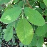 Lespedeza thunbergii