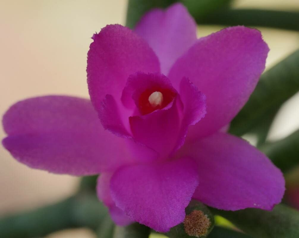 Hatiora herminiae flower