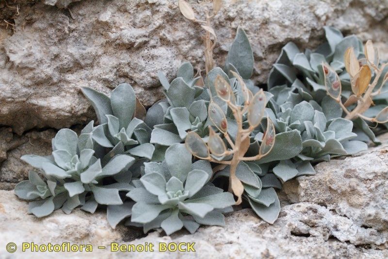 Fibigia triquetra habit