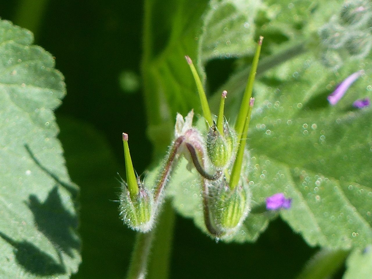 Erodium laciniatum fruit