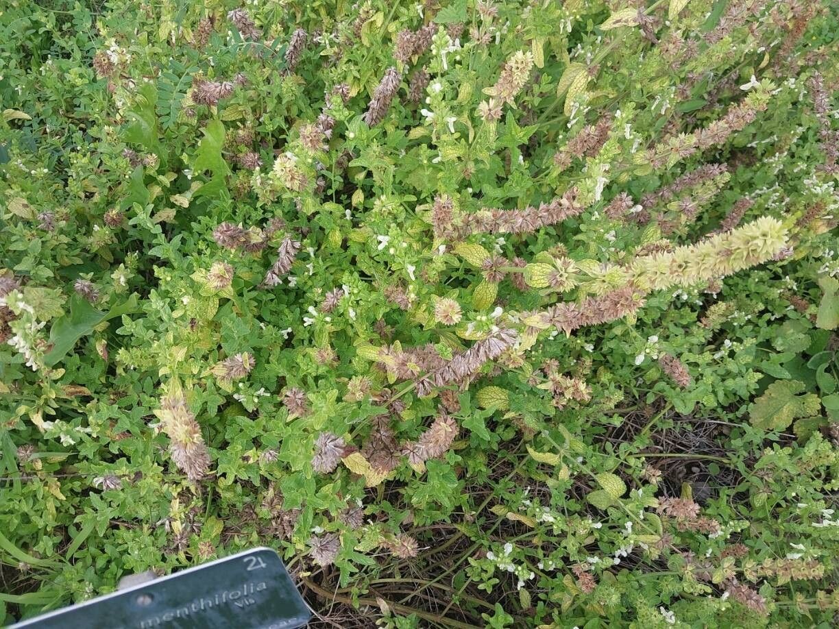 Stachys menthifolia other