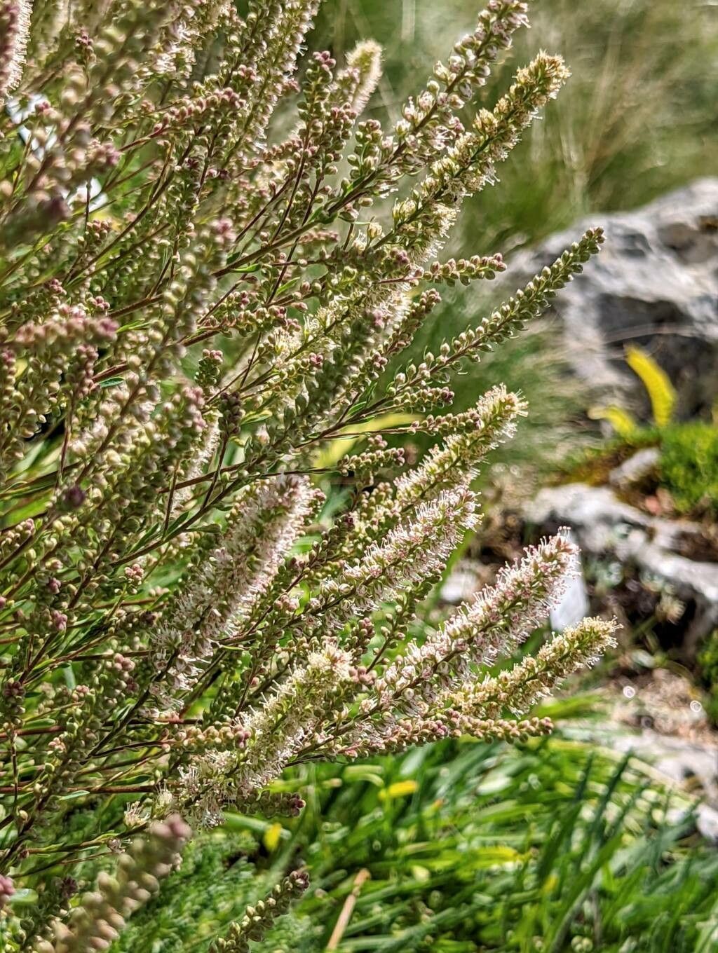 Petrophytum caespitosum flower