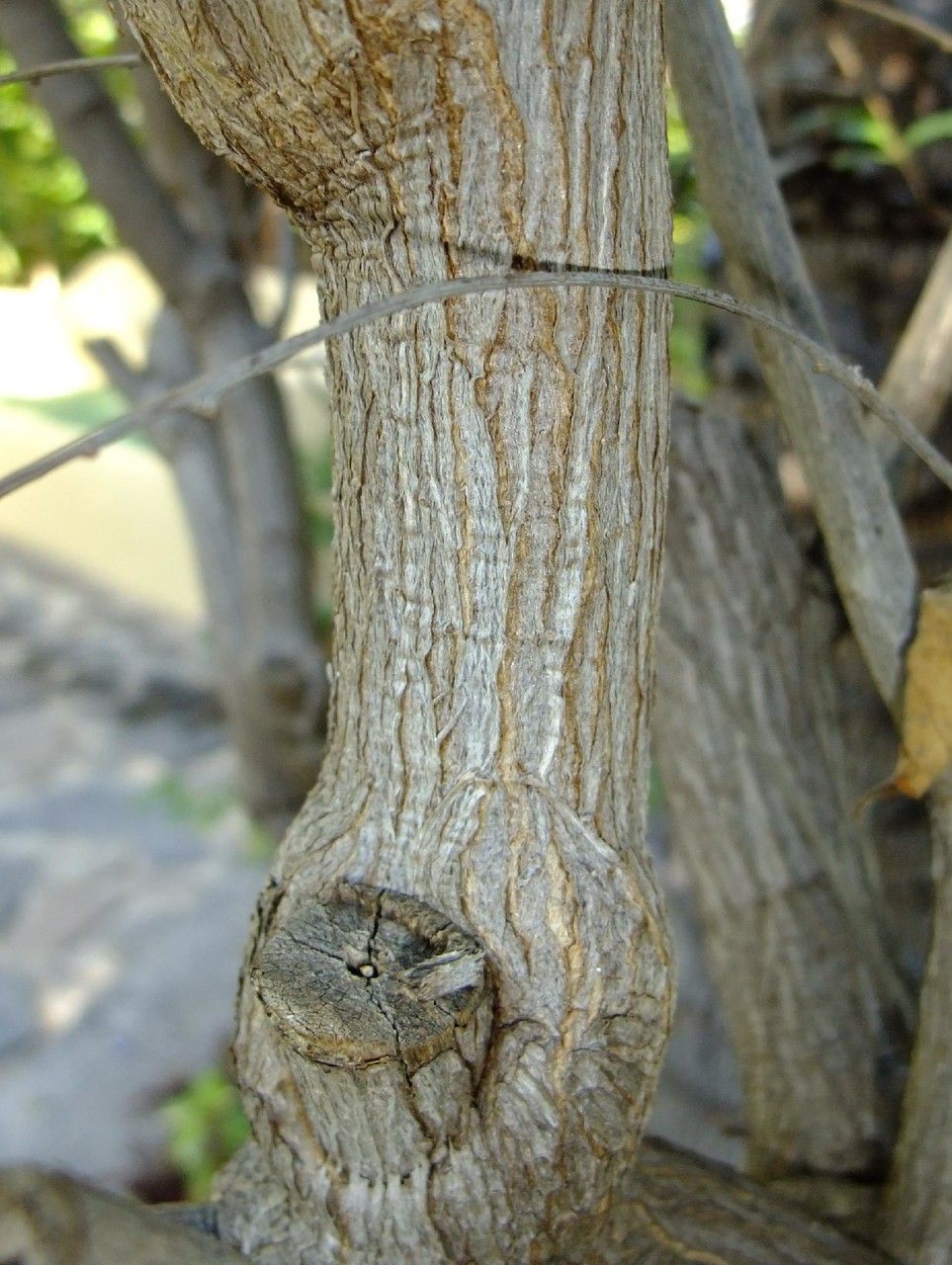 Lycianthes rantonnei bark