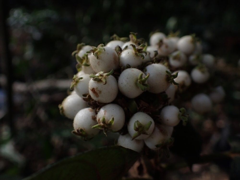 Sabicea couteronii — houseplant care guide